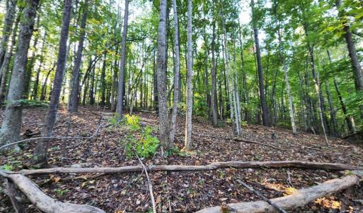 Photo #21 of River bottom Ln, Concord, VA 96.0 acres