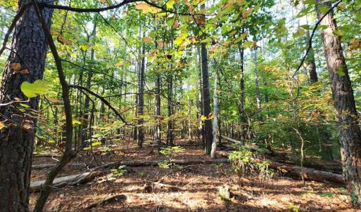Photo #22 of River bottom Ln, Concord, VA 96.0 acres