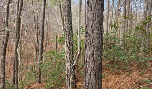 Photo #24 of River bottom Ln, Concord, VA 96.0 acres