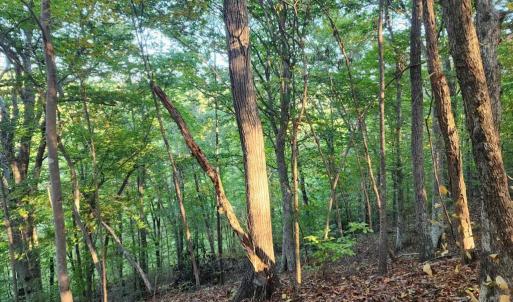 Photo #3 of River bottom Ln, Concord, VA 96.0 acres