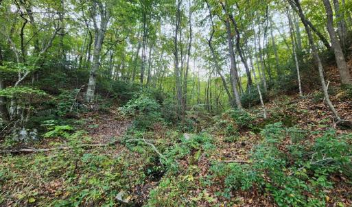 Photo #5 of River bottom Ln, Concord, VA 96.0 acres