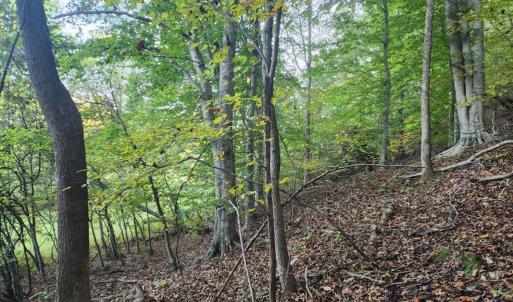 Photo #7 of River bottom Ln, Concord, VA 96.0 acres