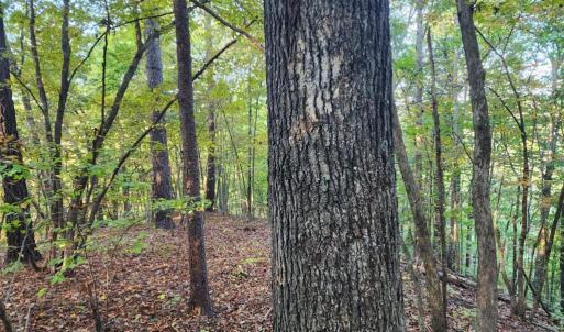 Photo #8 of River bottom Ln, Concord, VA 96.0 acres
