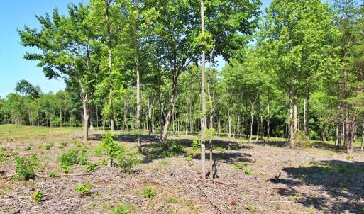 Photo #6 of Tower Hill Rd, Appomattox, VA 16.0 acres