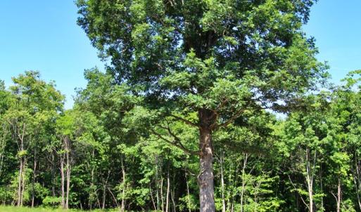 Photo #9 of Tower Hill Rd, Appomattox, VA 16.0 acres