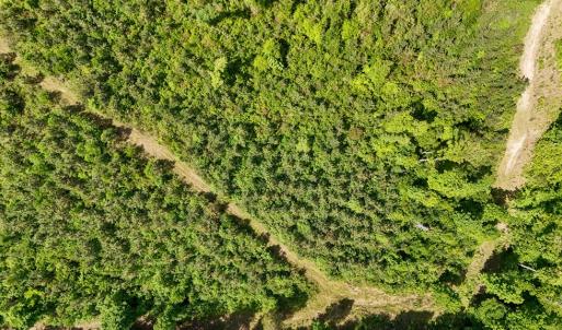 Photo #21 of Old Ridge Rd, Farmville, VA 18.0 acres