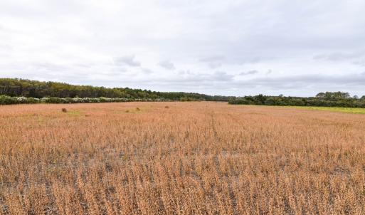 Photo #10 of lot 1A BELLEVUE CIR, ACCOMAC, VA 7.0 acres