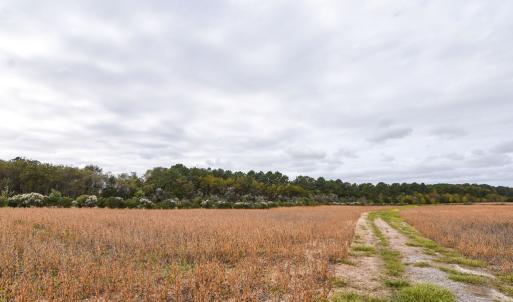 Photo #11 of lot 1A BELLEVUE CIR, ACCOMAC, VA 7.0 acres