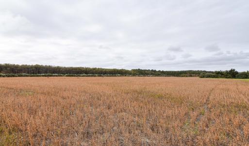 Photo #9 of lot 1A BELLEVUE CIR, ACCOMAC, VA 7.0 acres