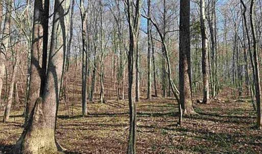 Photo #32 of Paynes Pond Road, Scottsville, VA 118.0 acres
