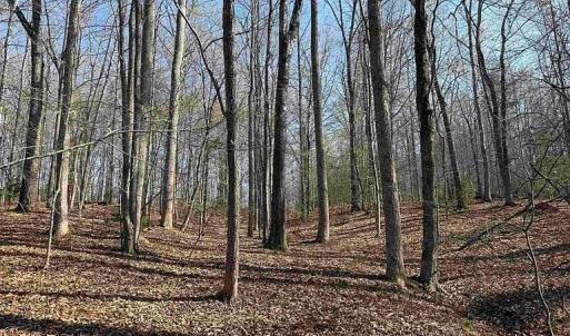 Photo #2 of Paynes Pond Road, Scottsville, VA 118.0 acres