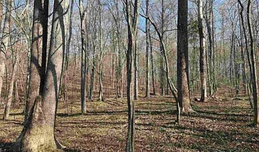 Photo #32 of Paynes Pond Road, Scottsville, VA 118.0 acres