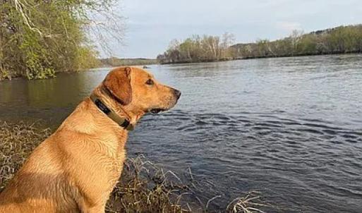 Photo #33 of Paynes Pond Road, Scottsville, VA 118.0 acres