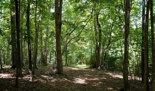 Photo #11 of Birch Elmo Road, South Boston, VA 48.6 acres