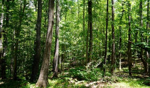 Photo #12 of Birch Elmo Road, South Boston, VA 48.6 acres