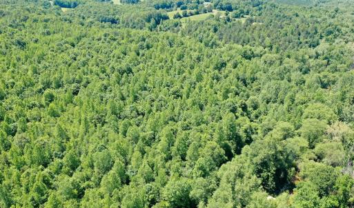 Photo #24 of Birch Elmo Road, South Boston, VA 48.6 acres