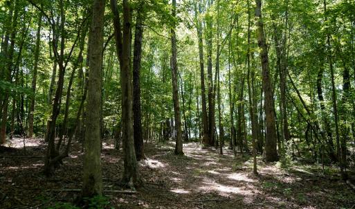 Photo #25 of Birch Elmo Road, South Boston, VA 48.6 acres