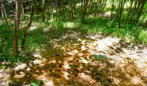 Photo #26 of Birch Elmo Road, South Boston, VA 48.6 acres