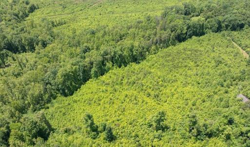 Photo #20 of 153 West Stokes Road, Green Bay, VA 11.6 acres