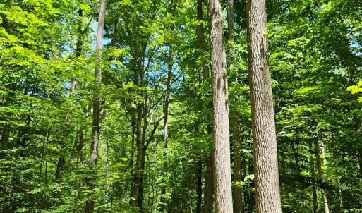 Photo #3 of 15 Ac Manteo Rd, Buckingham, VA 15.0 acres