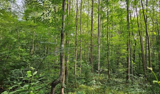 Photo #13 of 9 Ac Childress, Dillwyn, VA 9.0 acres