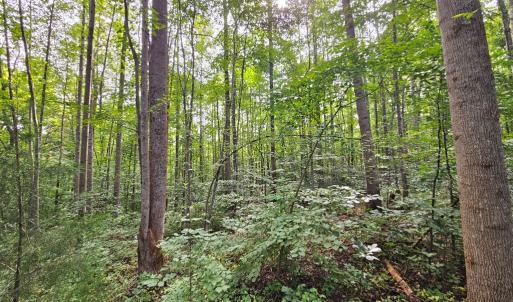 Photo #14 of 9 Ac Childress, Dillwyn, VA 9.0 acres