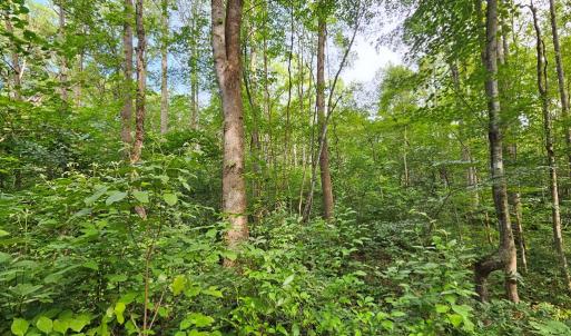 Photo #15 of 9 Ac Childress, Dillwyn, VA 9.0 acres