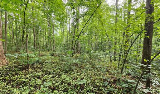 Photo #16 of 9 Ac Childress, Dillwyn, VA 9.0 acres