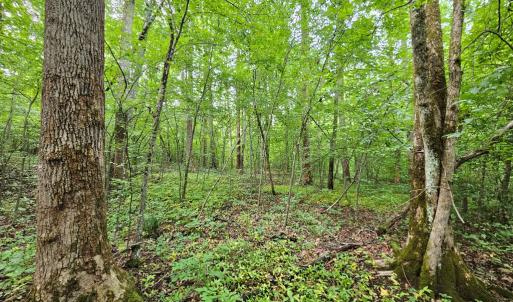 Photo #19 of 9 Ac Childress, Dillwyn, VA 9.0 acres
