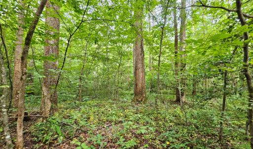 Photo #2 of 9 Ac Childress, Dillwyn, VA 9.0 acres