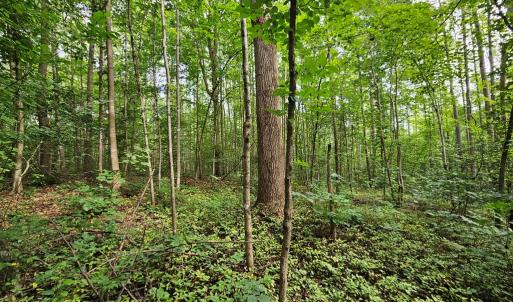 Photo #5 of 9 Ac Childress, Dillwyn, VA 9.0 acres