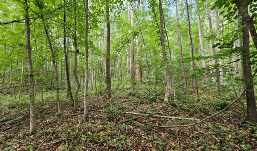 Photo #6 of 9 Ac Childress, Dillwyn, VA 9.0 acres
