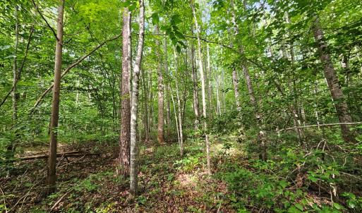 Photo #8 of 9 Ac Childress, Dillwyn, VA 9.0 acres