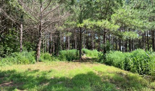 Photo #13 of Deer Run Rd, Blackstone, VA 7.0 acres