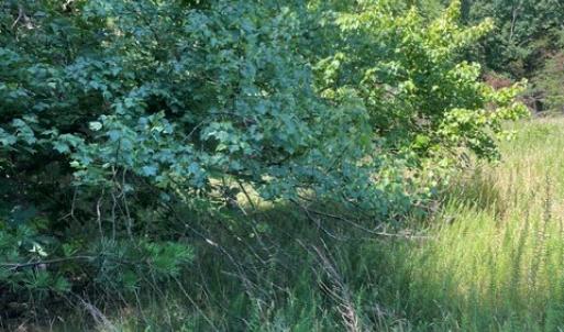 Photo #4 of 639 Elam Road, Pamplin, VA 4.0 acres