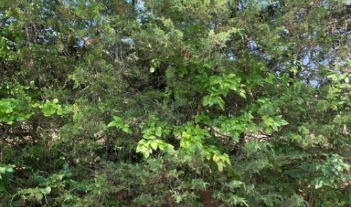 Photo #9 of 639 Elam Road, Pamplin, VA 4.0 acres