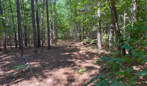Photo #5 of Flat Rock Road, Blackstone, VA 10.0 acres
