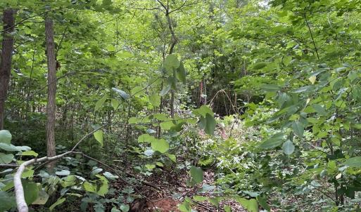Photo #10 of Horsepen Road, Farmville, VA 7.8 acres