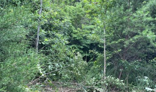 Photo #11 of Horsepen Road, Farmville, VA 7.8 acres