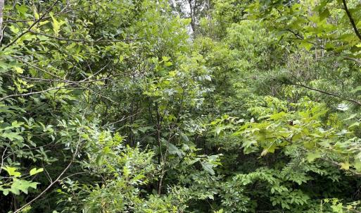 Photo #13 of Horsepen Road, Farmville, VA 7.8 acres