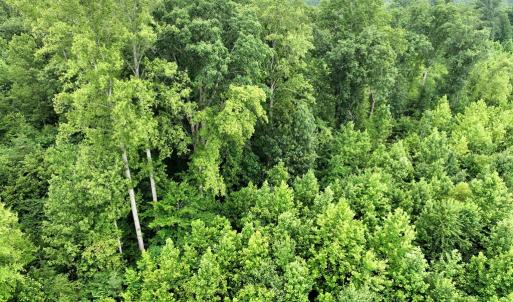 Photo #2 of Horsepen Road, Farmville, VA 7.8 acres