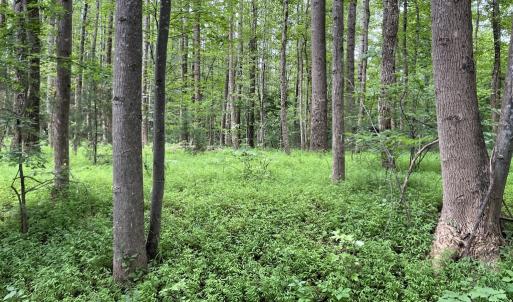 Photo #8 of Horsepen Road, Farmville, VA 7.8 acres