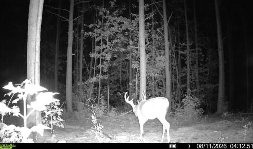 Photo #14 of Algerene Rd, Drakes Branch, VA 104.8 acres