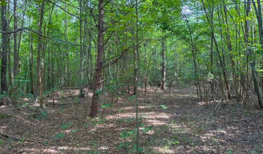 Photo #6 of 55 Mecklenburg Street, Victoria, VA 55.5 acres