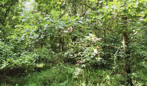 Photo #10 of Chestnut Road, Nathalie, VA 53.3 acres