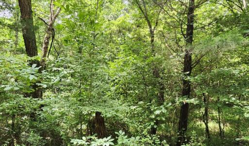 Photo #8 of Chestnut Road, Nathalie, VA 53.3 acres