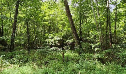 Photo #9 of Chestnut Road, Nathalie, VA 53.3 acres