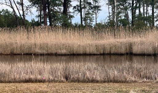 Photo #4 of MAIN ST, CHINCOTEAGUE, VA 0.4 acres
