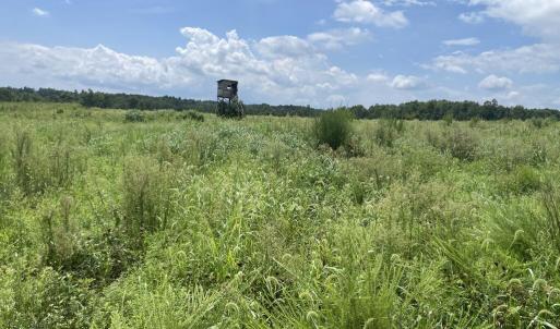 Photo #15 of 175 AC Tomlinson Road, Victoria, VA 175.0 acres