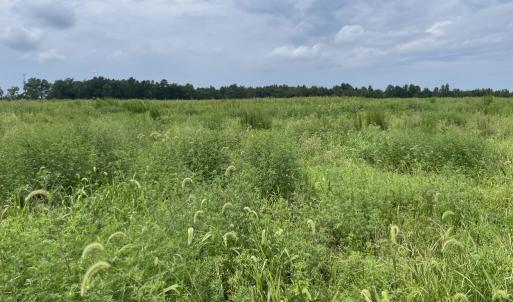 Photo #16 of 175 AC Tomlinson Road, Victoria, VA 175.0 acres